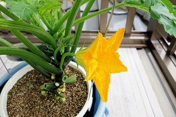 f:id:haruirosoleil:20200607123520j:plain