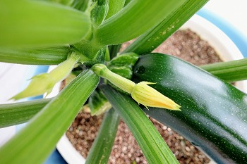 f:id:haruirosoleil:20200607123530j:plain