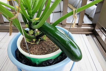 f:id:haruirosoleil:20200607123538j:plain