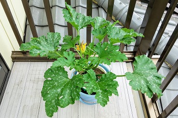 f:id:haruirosoleil:20200607123652j:plain