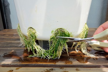 f:id:haruirosoleil:20200607124120j:plain