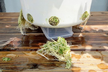 f:id:haruirosoleil:20200607124129j:plain