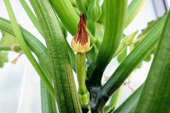 f:id:haruirosoleil:20200613130546j:plain