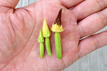 f:id:haruirosoleil:20200613130602j:plain