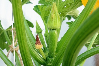 f:id:haruirosoleil:20200613130627j:plain