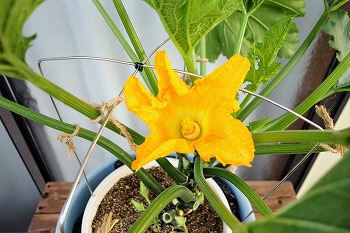 f:id:haruirosoleil:20200613130727j:plain