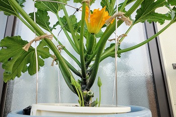 f:id:haruirosoleil:20200613130730j:plain