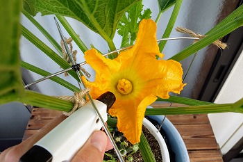 f:id:haruirosoleil:20200613130740j:plain