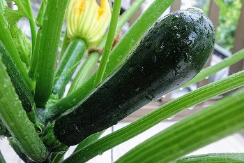 f:id:haruirosoleil:20200613134445j:plain