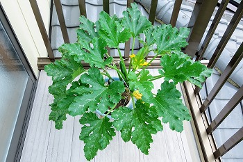 f:id:haruirosoleil:20200614141614j:plain