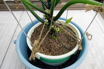 f:id:haruirosoleil:20200614141622j:plain