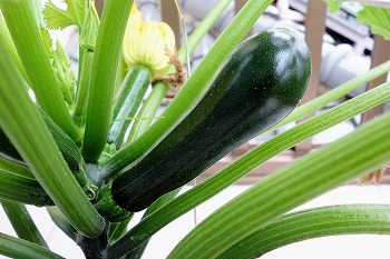 f:id:haruirosoleil:20200614141627j:plain