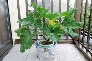 f:id:haruirosoleil:20200614141703j:plain