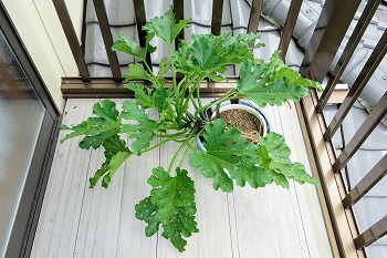 f:id:haruirosoleil:20200620203111j:plain