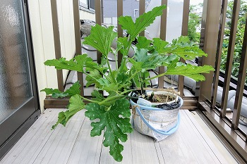 f:id:haruirosoleil:20200620203115j:plain