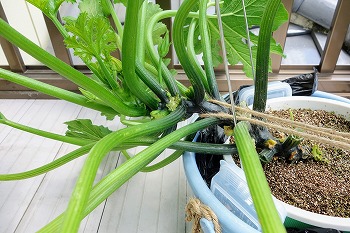 f:id:haruirosoleil:20200620203117j:plain