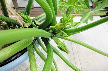 f:id:haruirosoleil:20200620203124j:plain