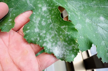 f:id:haruirosoleil:20200620203128j:plain