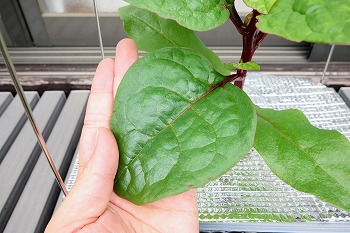 ヌルヌル野菜の ツルムラサキ を水耕栽培 支柱なしの放任状態で育てる予定です 春色ソレイユ