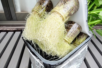 空芯菜（エンツァイ）』の水耕栽培に再チャレンジ！今度は数回の収穫が
