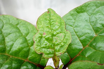 ヌルヌル野菜の ツルムラサキ を水耕栽培 支柱なしの放任状態で育てる予定です 春色ソレイユ