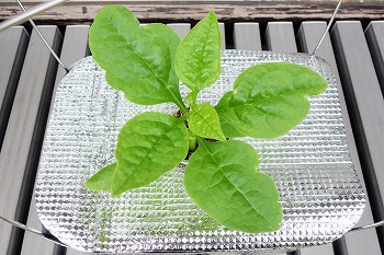 ヌルヌル野菜の ツルムラサキ を水耕栽培 支柱なしの放任状態で育てる予定です 春色ソレイユ