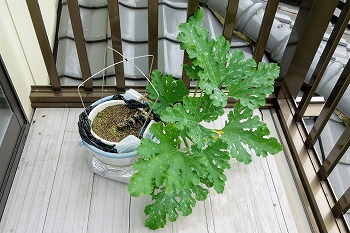 f:id:haruirosoleil:20200704170845j:plain