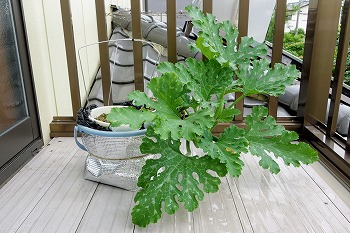 f:id:haruirosoleil:20200704170850j:plain