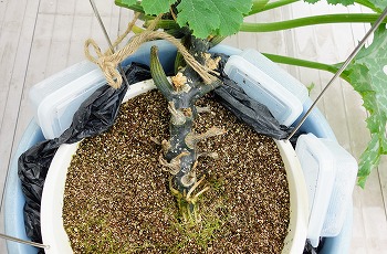 f:id:haruirosoleil:20200704170852j:plain