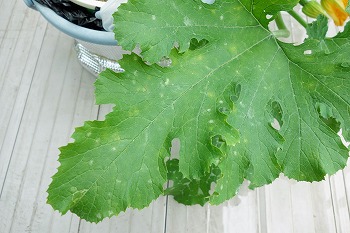 f:id:haruirosoleil:20200704170854j:plain