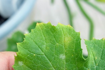 f:id:haruirosoleil:20200704170857j:plain