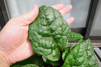 ヌルヌル野菜の ツルムラサキ を水耕栽培 支柱なしの放任状態で育てる予定です 春色ソレイユ