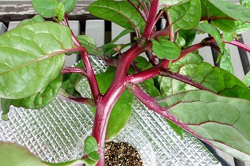ヌルヌル野菜の ツルムラサキ を水耕栽培 支柱なしの放任状態で育てる予定です 春色ソレイユ