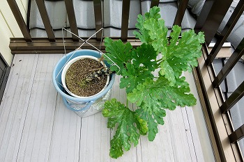 f:id:haruirosoleil:20200713211333j:plain