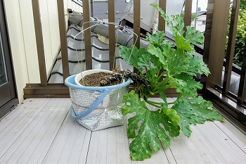 f:id:haruirosoleil:20200713211336j:plain