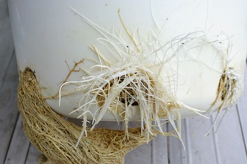 f:id:haruirosoleil:20200713211346j:plain