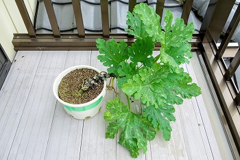 f:id:haruirosoleil:20200713211353j:plain