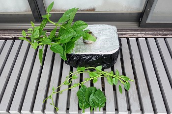 ヌルヌル野菜の ツルムラサキ を水耕栽培 支柱なしの放任状態で育てる予定です 春色ソレイユ
