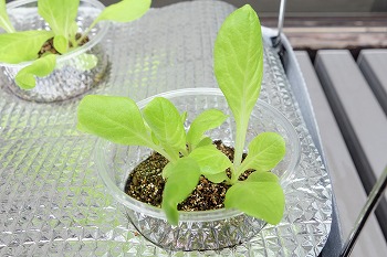 サラダ菜栽培 サラダ菜の育て方 | 有限会社タカ・グリーン・フィールズ