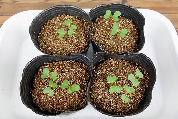 f:id:haruirosoleil:20200906204353j:plain f:id:haruirosoleil:20200906204353j:plain