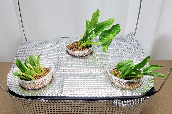 幻の水耕サラダほうれん草 10kg えぐみなく生でも美味しい 幻の水耕サラダほうれん草 10kg えぐみなく生でも美味しい