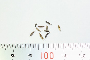 f:id:haruirosoleil:20210321143843j:plain