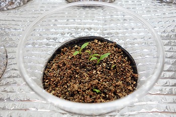 f:id:haruirosoleil:20210403181132j:plain