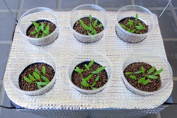 f:id:haruirosoleil:20210411180315j:plain