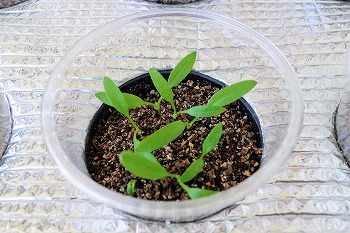 f:id:haruirosoleil:20210411180316j:plain