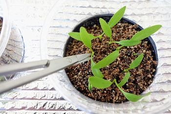 f:id:haruirosoleil:20210411180319j:plain