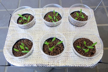 f:id:haruirosoleil:20210411180321j:plain