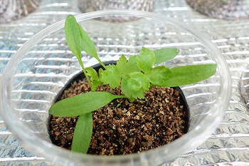 f:id:haruirosoleil:20210424183709j:plain