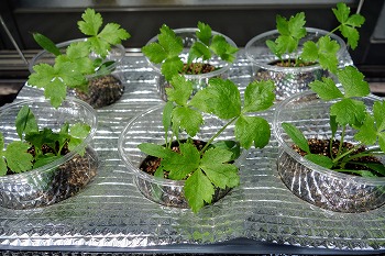 f:id:haruirosoleil:20210424183719j:plain