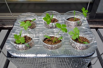 f:id:haruirosoleil:20210424183720j:plain